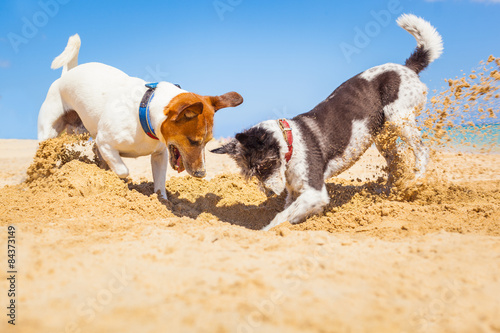 einzelne bedruckte Lamellen - dogs digging a hole (von Javier brosch)