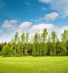 Green park trees over blue sky. Spring grass field