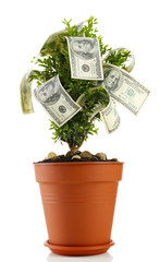 Wall Mural - Decorative tree in pot with money isolated on white