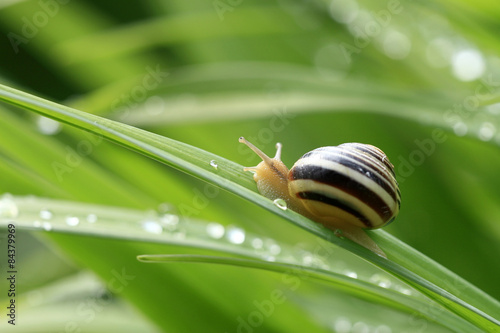 Garten Banderschnecke Kaufen Sie Dieses Foto Und Finden Sie