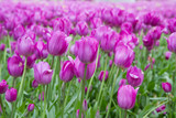 Fototapeta Tulipany - Blumenmeer aus Tulpen