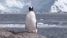 Pingwinn Penguin Preening Itself Free Stock Photo - Public Domain Pictures