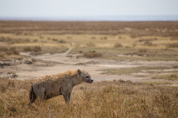 Wall Mural - serengeti hyena