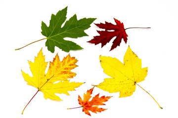 collection of colorful autumn leaves isolated on white backgroun