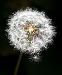 Dandelion on a black background. close