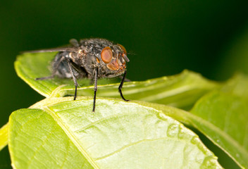 fly on a green leaf. close