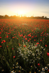 Wall Mural - summer poppy field
