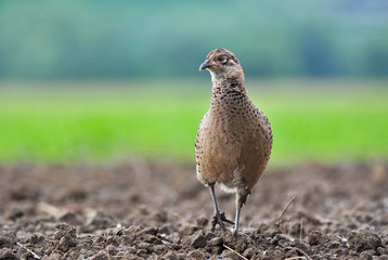 Wall Mural - Female pheasant