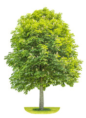 Wall Mural - chestnut tree isolated on white background. blosoming spring pla