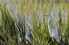 Great Egret, Or Common Egret, Hunting In Reeds At Huntington Beach, South Carolina