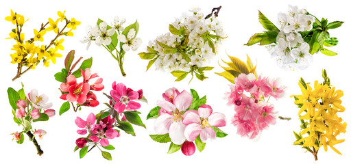 Wall Mural - blossoms of apple tree, cherry twig, pear, forsythia. set of spr