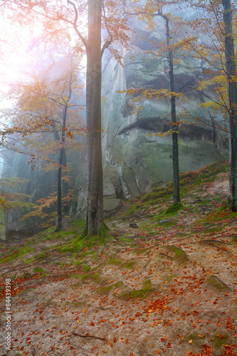 Naklejka na drzwi Autumn forest in the mountains