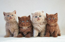 Four British Kittens