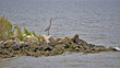 Chesapeake Bay Great Blue Heron