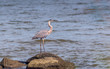 Great Blue Heron standing on a rock on the Chesapeake Bay