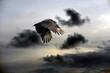 Vulture Sky