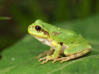 ニホンアマガエル