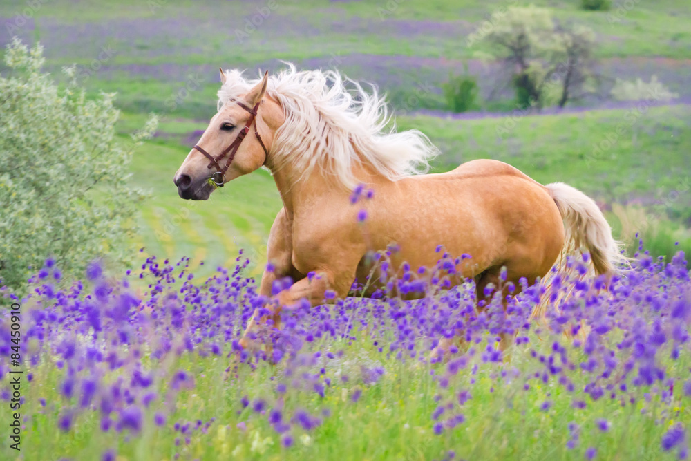 Palomino horse with long blond male on flower field  - obrazy, fototapety, plakaty 
