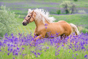 palomino horse with long blond male on flower field