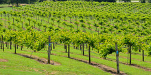 Vineyards Of North Georgia, USA.
