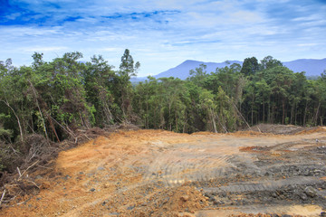 Wall Mural - Deforestation environmental destruction in Borneo Malaysia