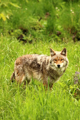 coyote in the wilderness