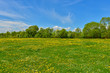 Green meadow with dandelions