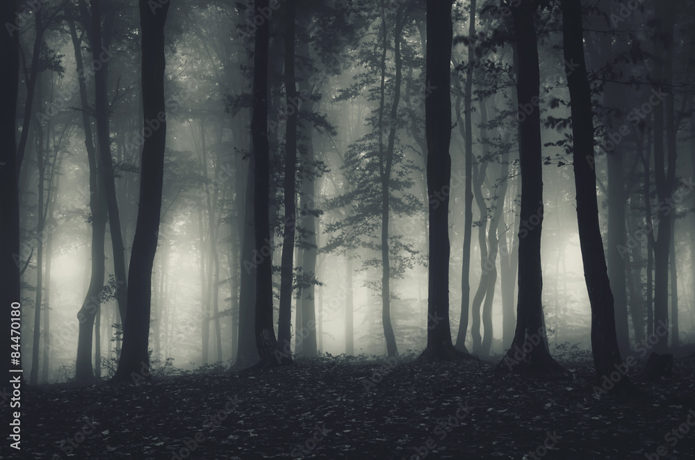 dark forest landscape at night - obrazy, fototapety, plakaty 