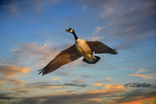 Canada Goose Flying At Sunset