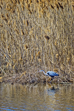 Great Blue Heron Fishing On A Pond Near The Chesapeake Bay