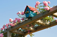 Pink Roses And Red And Blue Birdhouse On A Trellis