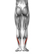 © high_resolution - Conceptual 3D human back lower leg muscle anatomy