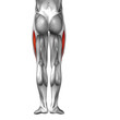 © high_resolution - Conceptual 3D human back upper leg muscle anatomy