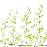 Fototapeta Sypialnia - bamboo leaves on white background