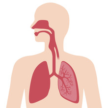 The Respiratory Organs