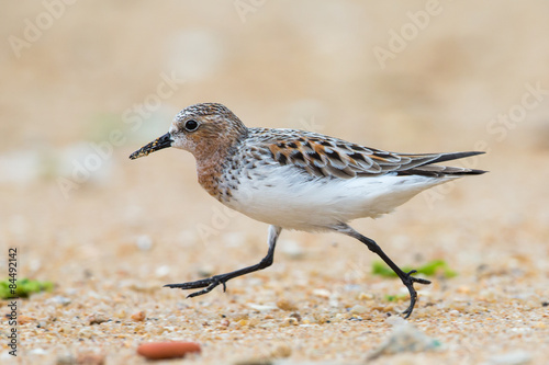 Fotografia, Obraz Red-necked Stint (Calidris ruficollis) walking at beach