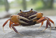 Mealy Crab(Thaipotamon Chulabhorn)