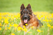 German shepherd dog lying in flowers