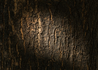 dry tree bark texture background, closeup