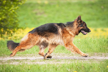 Wall Mural - German shepherd dog running working trot