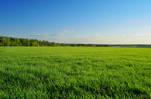 Field And Forest Under Clear Sky