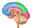 Human brain lobes