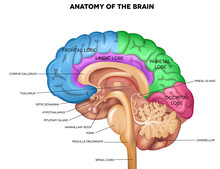 Human Brain Free Stock Photo Public Domain Pictures