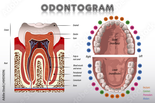 Naklejka na meble Odontogram. Tooth Diagram