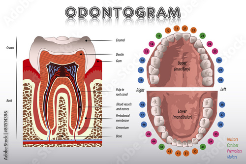 Naklejka nad blat kuchenny Odontogram. Tooth Diagram