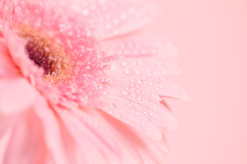Wall Mural - close up and selective focus of sweet pink gerbera flower