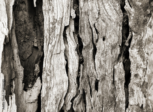 Bark texture of olive tree