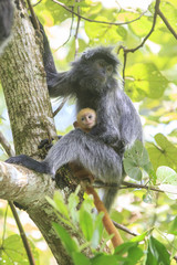 Wall Mural - Silver Leaf Monkeys - mother and baby