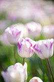 Fototapeta Tulipany - 春と満開のチューリップ
