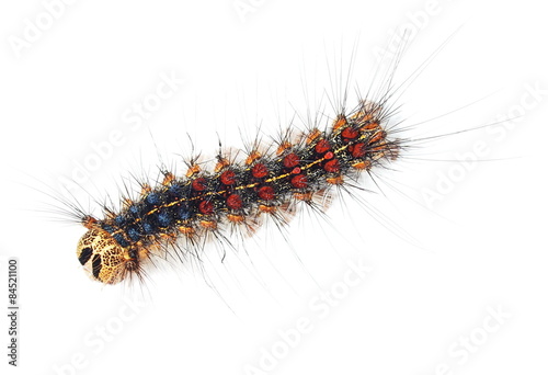Fotografía Oruga de la polilla gitana (Lymantria dispar) aislado en blanco
